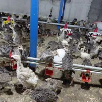 فروش جوجه بوقلمون برنز ۳۷ روزه