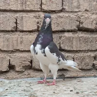 کفتر ماده شهری