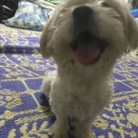 سگ نرواگزاری رایگان