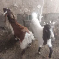 دوتا بز مری نر