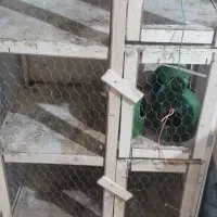 جفت کن کفتر