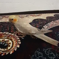 فروش عروس هلندی ۲ ماهه