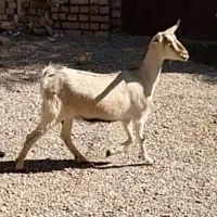 یکساله ازمادرسانن۳کیلو شیر همراه ۲بزغاله
