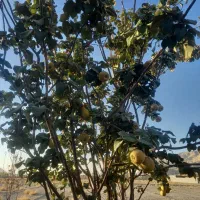 باغ ششصد متری پیربکران علیشاهدان روستای علی آباد