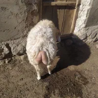 توغلی نر دامازیق|حیوانات مزرعه|سرعین, |دیوار