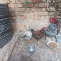 جوجه خروس محلی