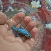 فایتر ماده شکم پر