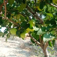 باغبان حرفه ای|خدمات باغبانی و درختکاری|کرج, دهقان ویلا|دیوار