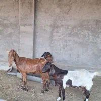 ۴راس بزپاکستانی