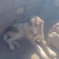 سگ گلگی|سگ|قائن, |دیوار