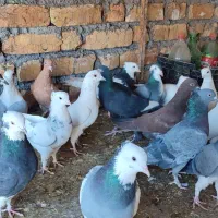 پرنده فروشی|پرنده|باغ بهادران, |دیوار