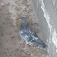 کبوتر پلاکی با پلاک|پرنده|سیراف, |دیوار