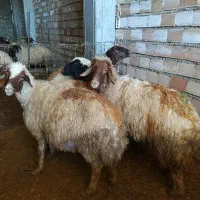 با سلام خدمت دوستان پنج راس میش ابستن شک|حیوانات مزرعه|ملکشاهی, |دیوار