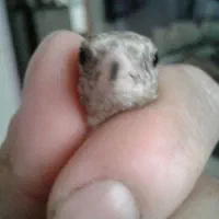 جوجه سهره نر|پرنده|اسلامشهر, شهرک محمدیه|دیوار