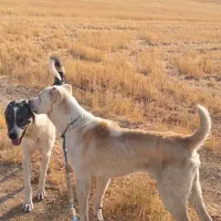 سگ نگهبان