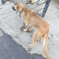 واگذاری سگ|سگ|بجنورد, |دیوار