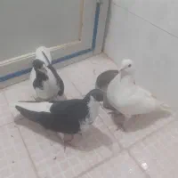 کبوتر