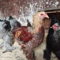 فروش خروس برهما 7 ماه