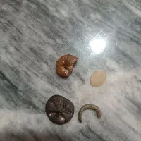 یک فسیل یک سنگ