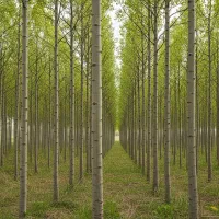 صنوبر شیرازی، انتخاب پرفروش در جنوب و مرکز ایران