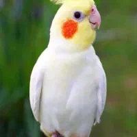 عروس هلندی پیدا شده