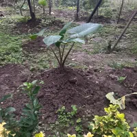 آگهی گل یوکا و سیکاس و‌بابا آدم در همه ابعاد|گل و گیاه طبیعی|رویان, |دیوار