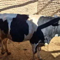 گوساله نر پروار شده|حیوانات مزرعه|اقلید, |دیوار