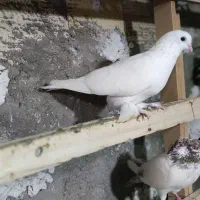 کفتر|پرنده|قشم, |دیوار