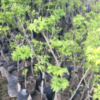 گردوپکان پیوندی