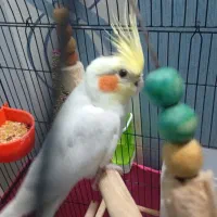 عروس هلندی سخنگو . باقفس