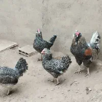 مرغ خروس گلین|حیوانات مزرعه|تاکستان, |دیوار