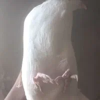 سلام  کفتر این ش