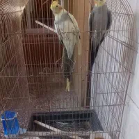 فروش پرنده باقفس