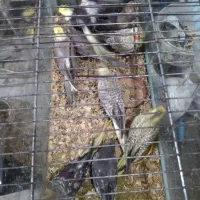 طوطی عروس هلندی|پرنده|آمل, |دیوار