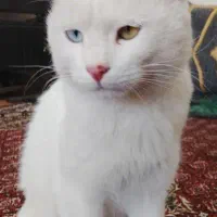 گربه نژاد ترکیه