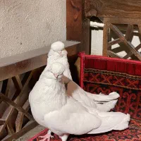 کبوتر نوک قنار|پرنده|الوند, |دیوار