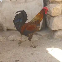 خروس گلین لری|حیوانات مزرعه|قم, علی آباد سعدگان|دیوار