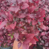 فروش گل و گیاه عمده