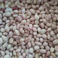 لوبیا چیتی با پوست|خوردنی و آشامیدنی|کلاردشت, |دیوار