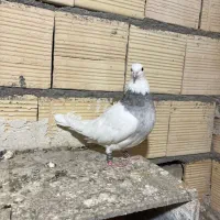 کفتر طوقی الماسی هفترنگ ماده|پرنده|مشهد, طلاب|دیوار