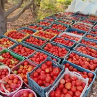 گوجه مناسب رب و ترشی