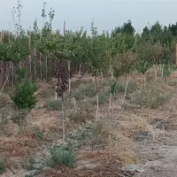 فروش باغ و باغچه ۹۳۰ متری آزادگان پلایین سندتک برگ|فروش دفتر صنعتی، کشاورزی، تجاری|تهران, کریم‌آباد|دیوار