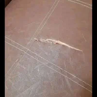 مبل چرم ۷ نفره|مبلمان خانگی و میز عسلی|لنگرود, |دیوار