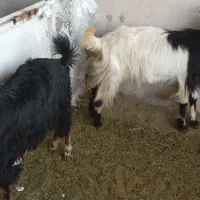 فروش ۳تا بز بزرگ قیمت۱۴میلیون شهرستان مهران