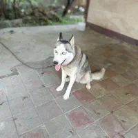 توله سگ هاسکی خالص|سگ|ماسال, |دیوار