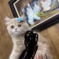 گربه اسکاتیش پرشین ۴ماهه|گربه|ارومیه, |دیوار