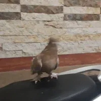 کبوتر تهرانی