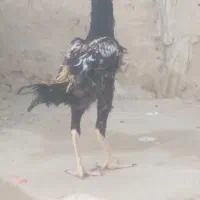 جوجه خروس لاری