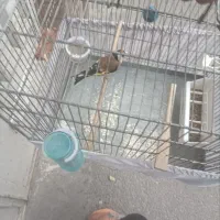 سهره