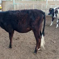 بچر|حیوانات مزرعه|خرمشهر, |دیوار